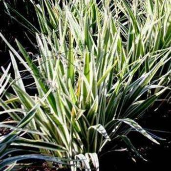 Dianella tasmanica 'Silver Streak' 