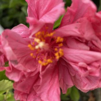 Hibiscus rosa-sinensis 'Kona' 