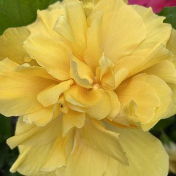 Hibiscus rosa-sinensis 'Butterball' 