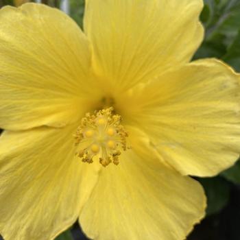 Hibiscus rosa-sinensis 'Butterfly' 