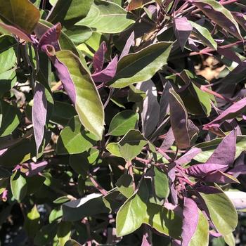 Vitex trifolia 'Purpurea' 