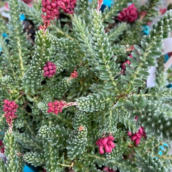 Grevillea lanigera 'Little Drummer Boy' 