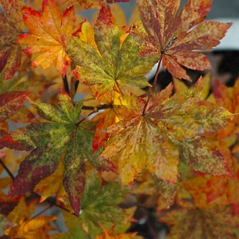 Acer sieboldianum 'Kumoi nishiki' 