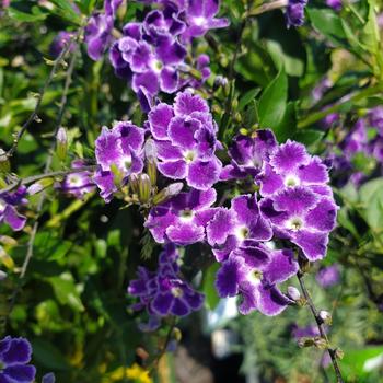 Duranta erecta 'Sweet Memories' 