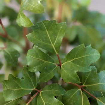 Cissus rhombifolia