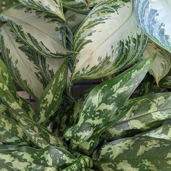 Aglaonema 'Multiple Varieties' 