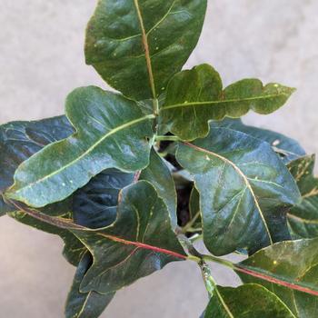 Codiaeum variegatum 'Oakleaf' 