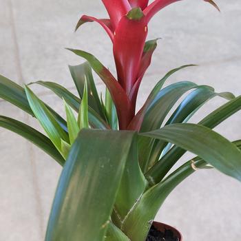 Neoregelia 'Maria' 