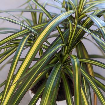 Dracaena marginata 'Ray of Sunshine' 