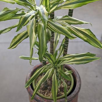 Dracaena stednereii 'Sol' 