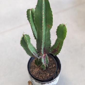 Euphorbia acrurensis