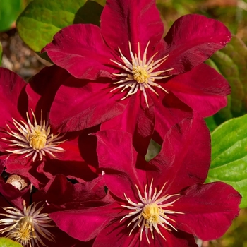 Clematis 'Evipo081' PP31113