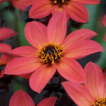 Dahlia Happy Days™ Orange Red Bicolor