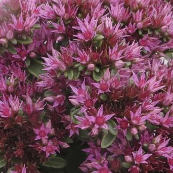 Sedum spurium Spot On™ 'Pink'