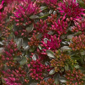 Sedum spurium 'Deep Rose' 