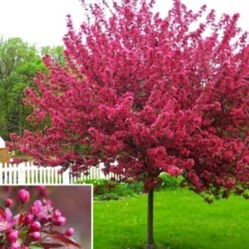 Malus 'Red Splendor' 