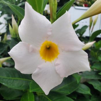 Mandevilla splendens 'My Fair Lady' PP9117