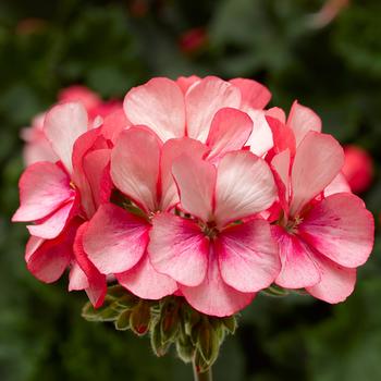 Pelargonium x hortorum 'Pink Ice' 