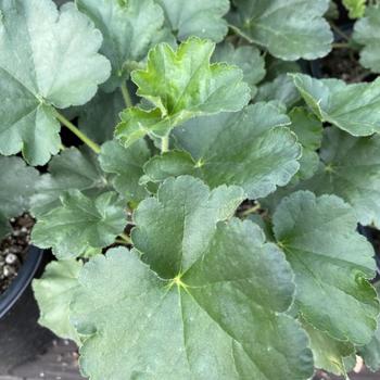 Heuchera 'Rosada' 