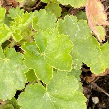 Heuchera 'Santa Ana Cardinal' 