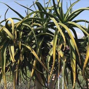 Aloe tongaensis 'Medusa' 