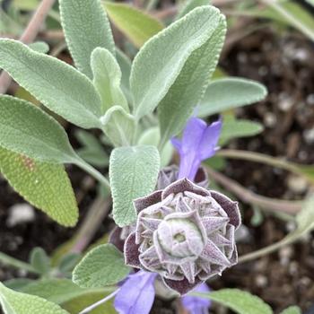 Salvia 'Bee's Bliss' 