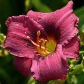 Hemerocallis 'Purple Rain' 
