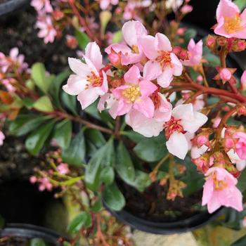 Rhaphiolepis indica 'Pink Dancer' 