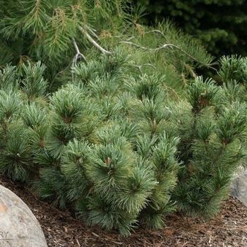 Pinus pumila 'Dwarf Blue' 