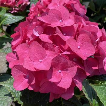 Hydrangea macrophylla 'Red Star (Rotschwanz)' 