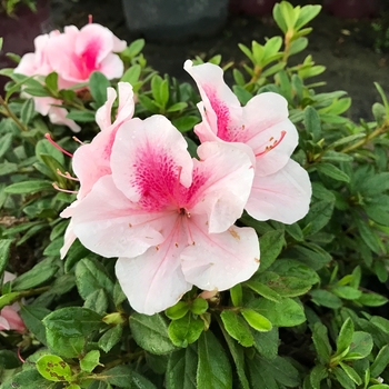 Rhododendron Encore® 'Autumn Chiffon™' PP15862