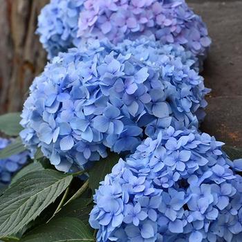 Hydrangea macrophylla 'Monmar' PP25,209