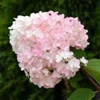 Hydrangea paniculata 'SMHPCW' PPAF