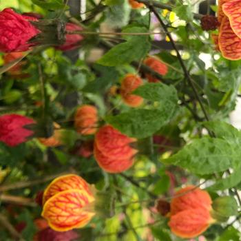 Abutilon 'Roseus' 