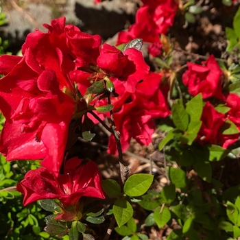 Rhododendron 'Roblez' PP28279
