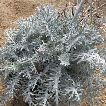 Centaurea gymnocarpa