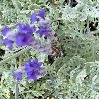 Lavandula multifida