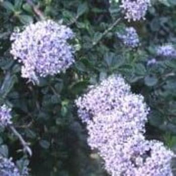 Ceanothus maritimus 'Point Sierra' 