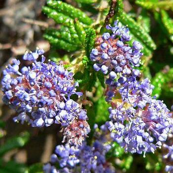 Ceanothus hearstiorum