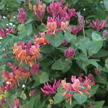 Lonicera x heckrottii 'Goldflame (American Beauty)' 