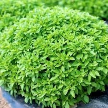 Ocimum basilicum 'Spicy Globe' 