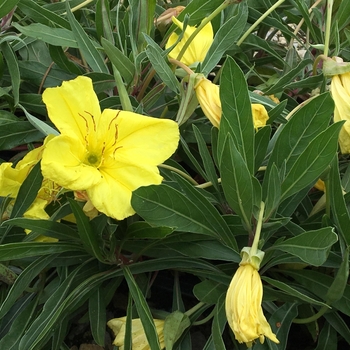 Oenothera macrocarpa