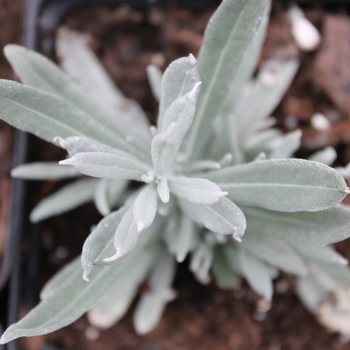 Lavandula x intermedia 'Silver Edge' 