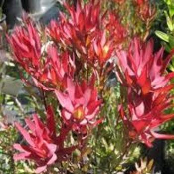 Leucadendron salignum 'Blush' 