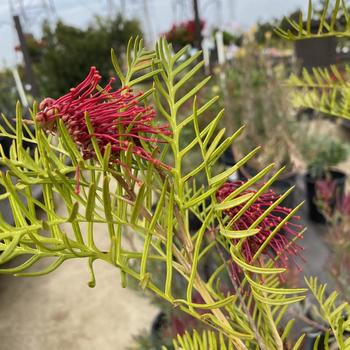 Grevillea 'Red Hooks' 