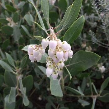 Arctostaphylos manzanita 'St. Helena' 