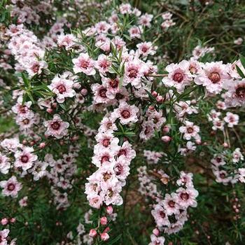 Leptospermum scoparium 'Apple Blossom' 