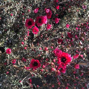 Leptospermum scoparium 'Ruby Glow' 