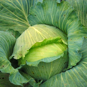 Brassica oleracea 'Late Flat Dutch' 