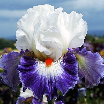 Iris germanica 'Gypsy Lord' 